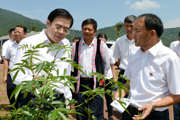 調研產業發展花椒種植基地_網站(1).jpg 調研產業發展花椒種植基地_網站(1).jpg