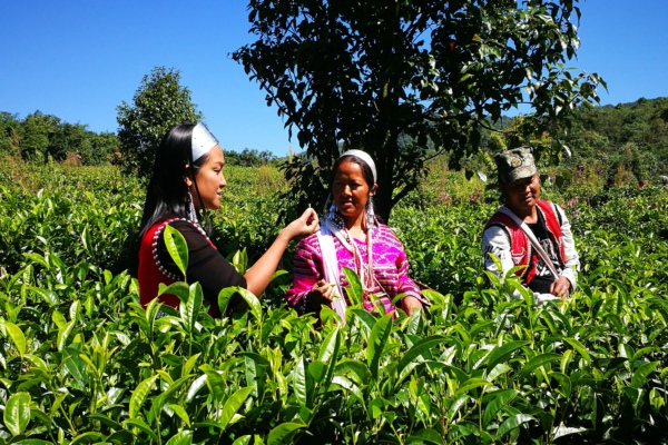 楊娜宣傳十九大2.jpg 楊娜宣傳十九大2.jpg