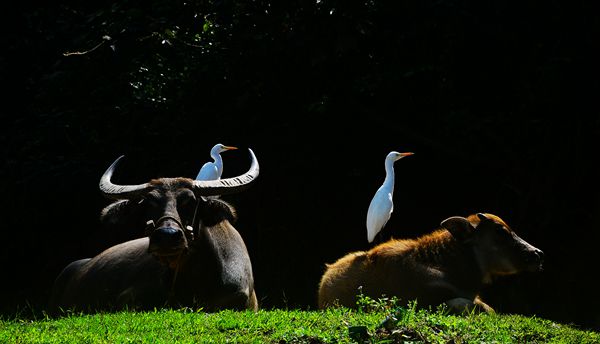 一曲清歌無誤顧,春光懶困倚微風_副本.jpg 一曲清歌無誤顧,春光懶困倚微風_副本.jpg