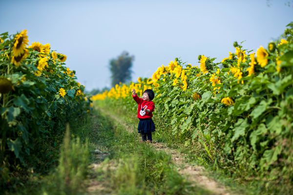 向陽花開春意鬧,無邊光景日日新_副本.jpg 向陽花開春意鬧,無邊光景日日新_副本.jpg