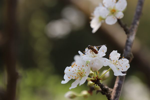 天將小雨交春半,枝頭花盛引蜂至_副本.jpg 天將小雨交春半,枝頭花盛引蜂至_副本.jpg