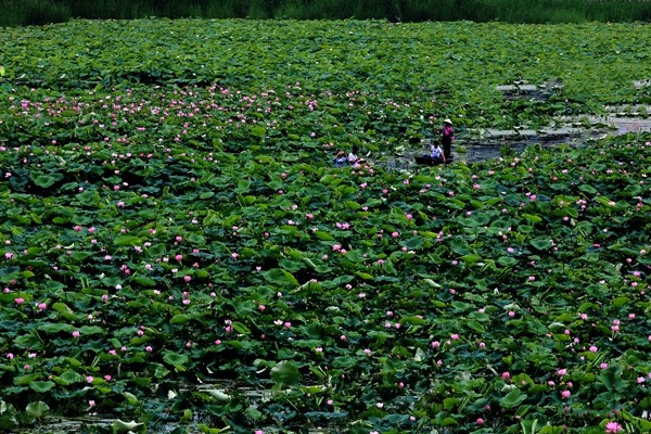 1.相遇花海中。乘一葉扁舟,蕩漾在花海中尋找靈感,是游客和文藝愛好者們的天堂。_副本.jpg 1.相遇花海中。乘一葉扁舟,蕩漾在花海中尋找靈感,是游客和文藝愛好者們的天堂。_副本.jpg