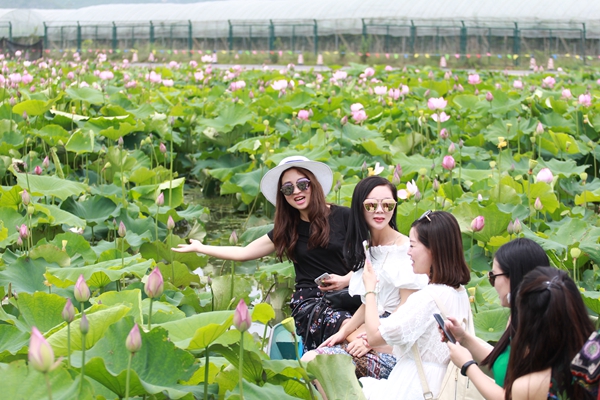 2.人與荷花相比美。映日荷花別樣艷,花海中留下美好的回憶。_副本.jpg 2.人與荷花相比美。映日荷花別樣艷,花海中留下美好的回憶。_副本.jpg