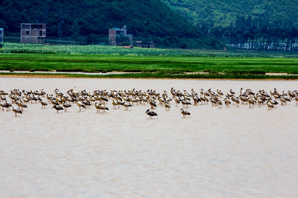 7.人來鳥不驚。這個夏日的時光,小河邊午休的水鳥群,輕輕地用翅膀托起村莊恬靜的夢。_副本.jpg 7.人來鳥不驚。這個夏日的時光,小河邊午休的水鳥群,輕輕地用翅膀托起村莊恬靜的夢。_副本.jpg