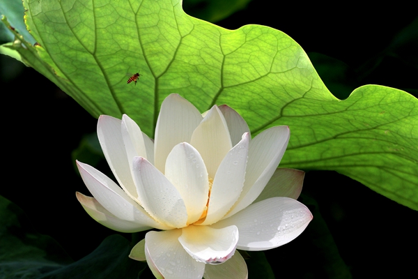 4.爭相斗艷。綻放的荷花就象爭相下凡的仙女一樣,向人們展示著婀娜多姿的身影。_副本.jpg 4.爭相斗艷。綻放的荷花就象爭相下凡的仙女一樣,向人們展示著婀娜多姿的身影。_副本.jpg