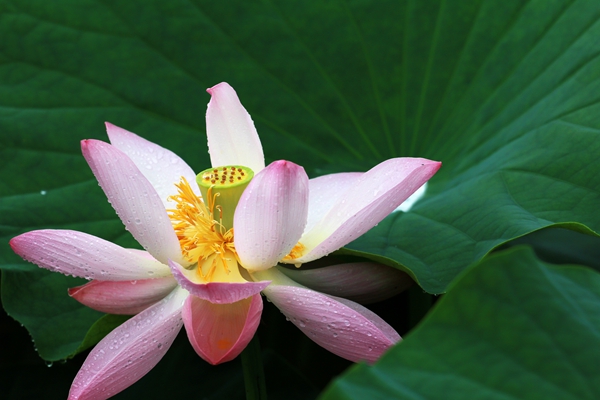 3.晨露中的清水芙蓉。清晨,露珠未干,剛開放的荷花猶如出水芙蓉嬌艷欲滴。_副本.jpg 3.晨露中的清水芙蓉。清晨,露珠未干,剛開放的荷花猶如出水芙蓉嬌艷欲滴。_副本.jpg