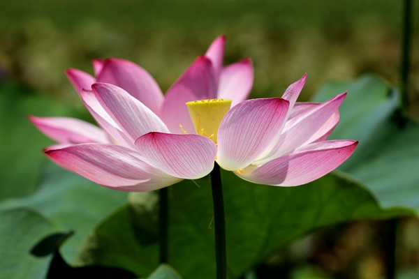 5.爭相斗艷。綻放的荷花就象爭相下凡的仙女一樣,向人們展示著婀娜多姿的身影。_副本.jpg 5.爭相斗艷。綻放的荷花就象爭相下凡的仙女一樣,向人們展示著婀娜多姿的身影。_副本.jpg