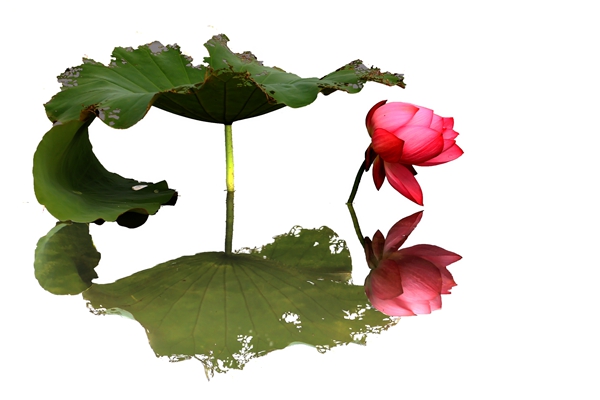 8.荷影相映,紅花還需綠葉襯,我的含苞怒放中更顯現出您無私的襯托。_副本.jpg 8.荷影相映,紅花還需綠葉襯,我的含苞怒放中更顯現出您無私的襯托。_副本.jpg