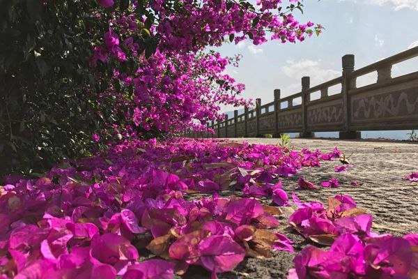 圖2：《紛紛紅紫已成塵 布谷聲中夏令新》_副本.jpg