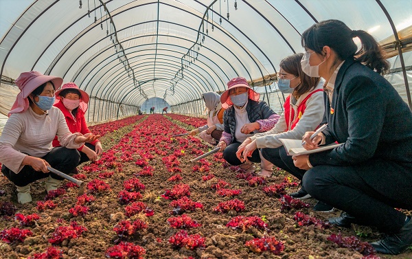 麒麟區:對18個重點村全覆蓋督查 全力保障脫貧攻堅決戰決勝.jpg 麒麟區:對18個重點村全覆蓋督查 全力保障脫貧攻堅決戰決勝.jpg