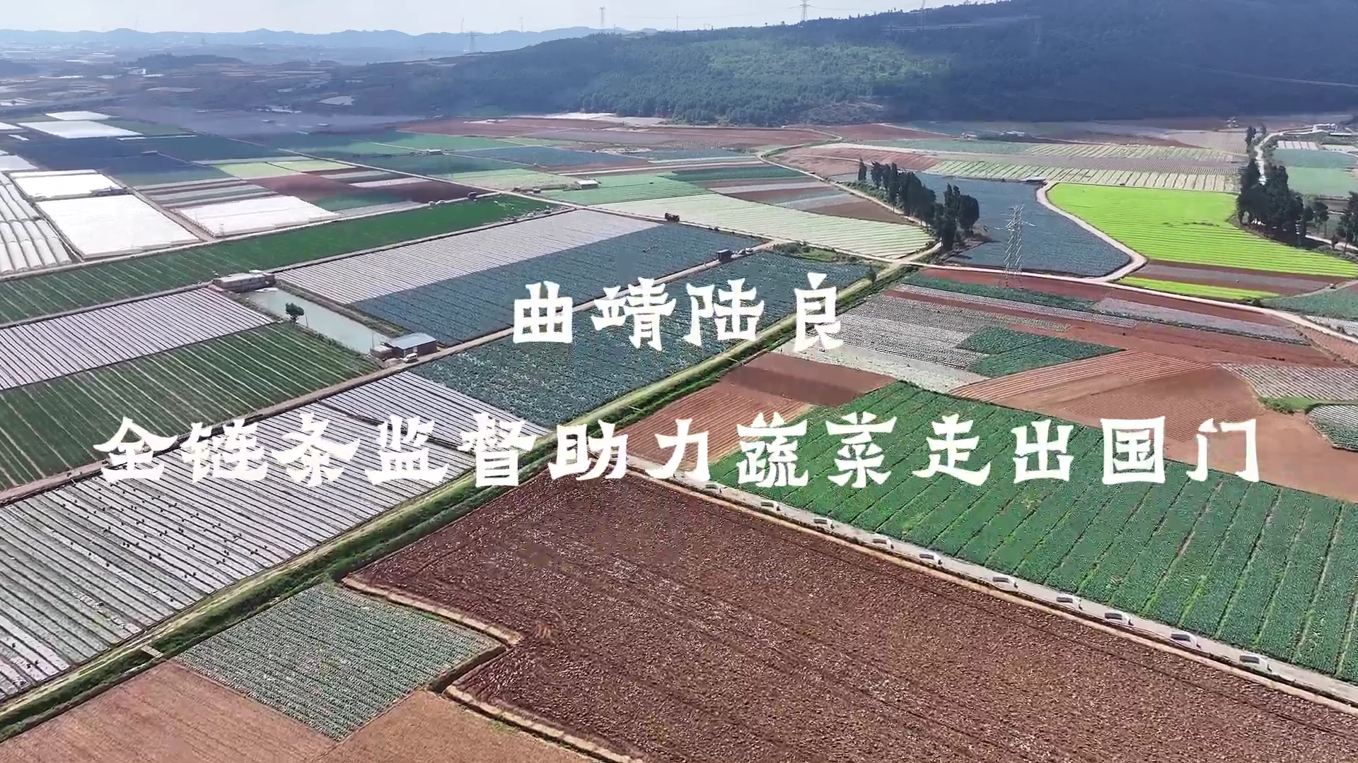 清風(fēng)300秒 | 曲靖陸良：全鏈條監(jiān)督助力蔬菜走出國門